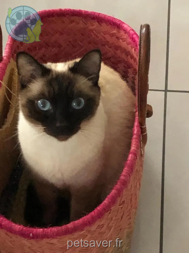 Chatte Perdue 38 Isère - Nalla Chatte Perdue 38 Isère - Nalla