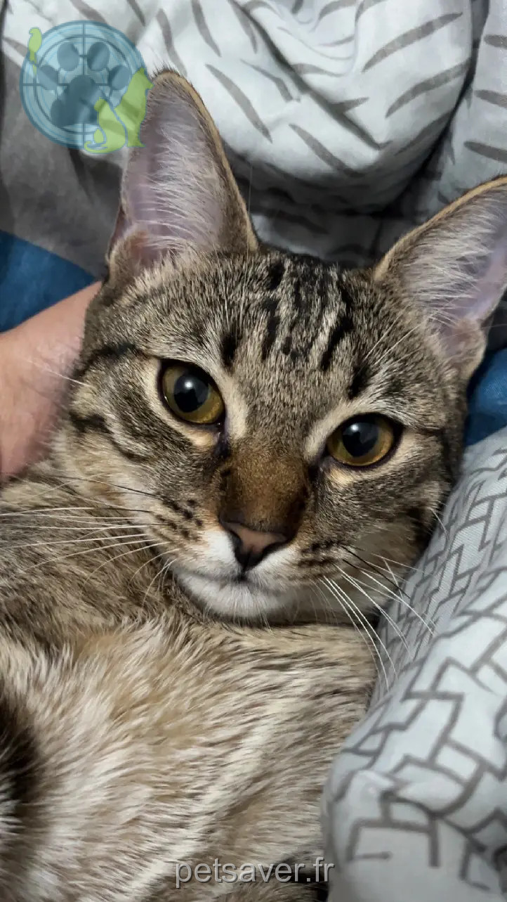 Chatte Perdue 38 Isère - Nalla Chatte Perdue 38 Isère - Nalla