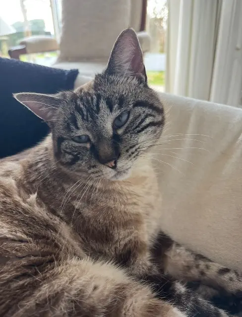 chatte lost   38140 Apprieu Naya