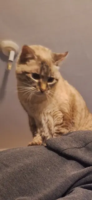 chatte lost   38300 Saint-Savin Neige