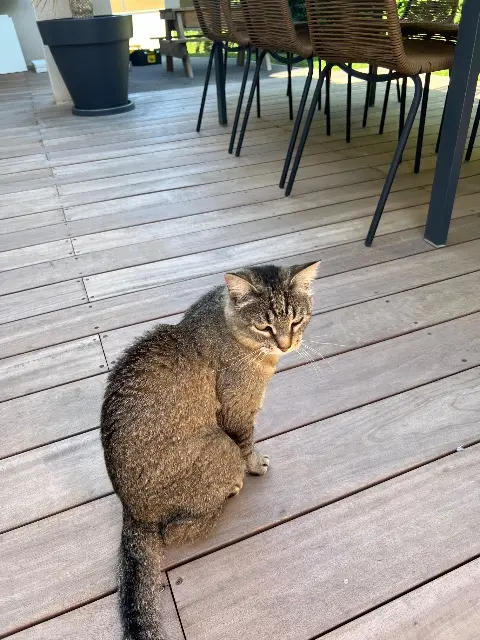chatte lost   38300 Saint-Savin Nina