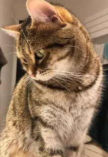 chatte lost   38460 Soleymieu Nina