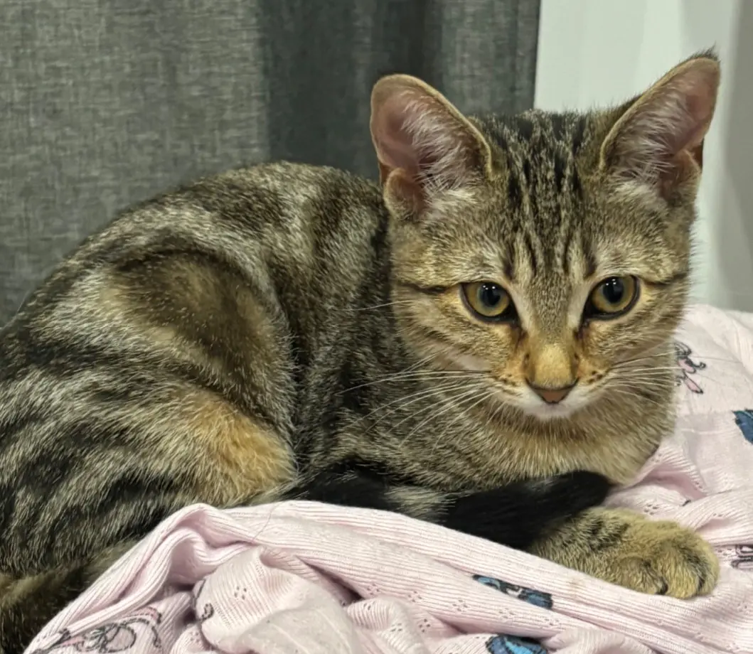 Chatte Perdue 38 Isère - Nini Chatte Perdue 38 Isère - Nini