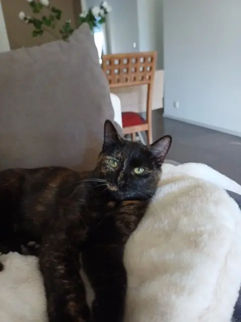 chatte lost   38130 Échirolles Nounette