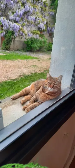 chatte lost   38300 Saint-Agnin-sur-Bion Ocarina