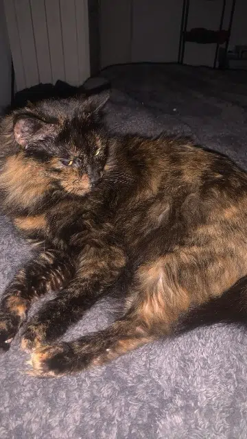 chatte lost   38200 Vienne Onyx