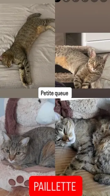 chatte lost   38230 Chavanoz Paillette