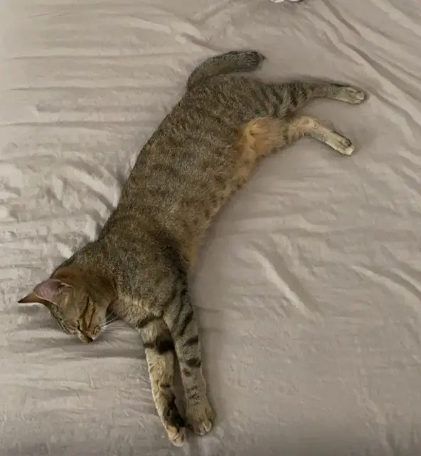 chatte lost   38230 Chavanoz Paillette
