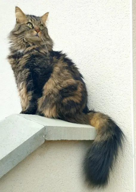 chatte lost   38110 Saint-Clair-de-la-Tour Petrushka