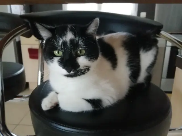 chatte lost   38300 Tramolé Phoenix
