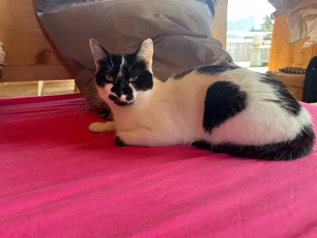 chatte lost   38190 Les Adrets Pizza