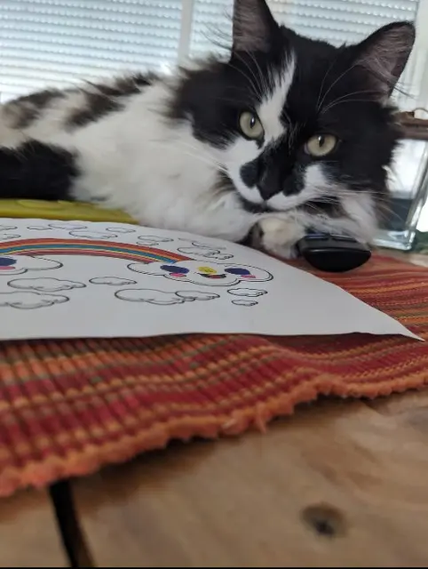 chatte lost   38440 Villeneuve-de-Marc Plume