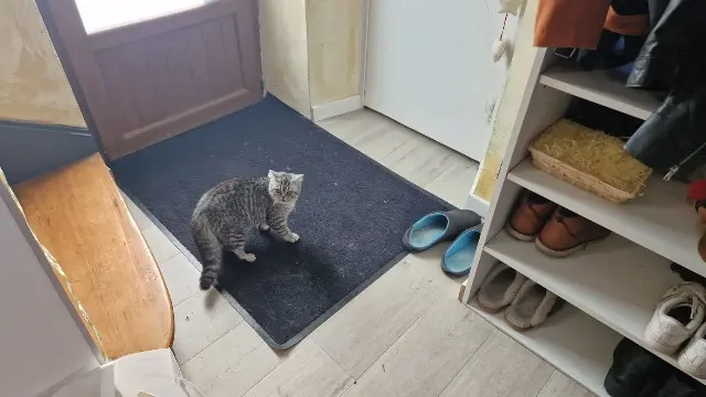 chatte lost   38190 Villard-Bonnot Plumita