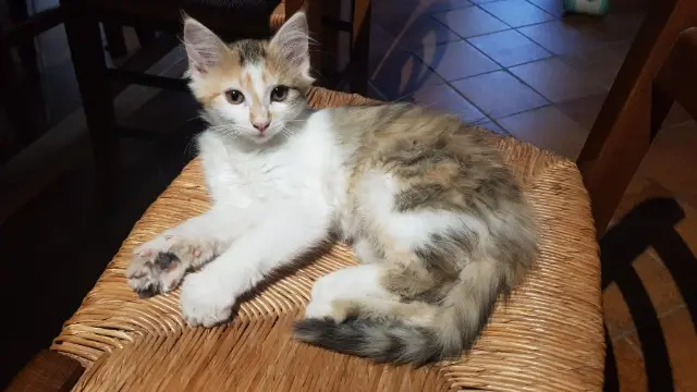 chatte lost   38160 Saint-Sauveur Polka