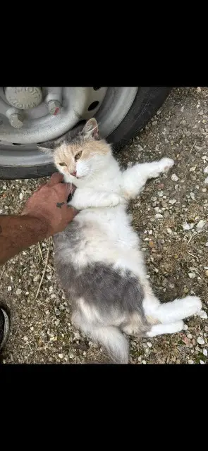 chatte lost   38300 Nivolas-Vermelle Pookie