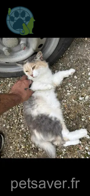 chatte perdue 38300 Nivolas-Vermelle Pookie chatte lost 38300 Nivolas-Vermelle Pookie