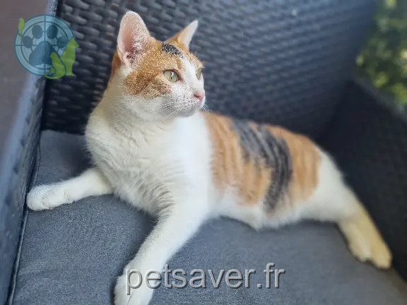 Chatte Perdue 38 Isère - Poppy Chatte Perdue 38 Isère - Poppy