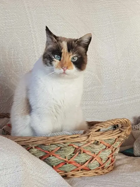 chatte lost   38290 La Verpillière Princesse cachou