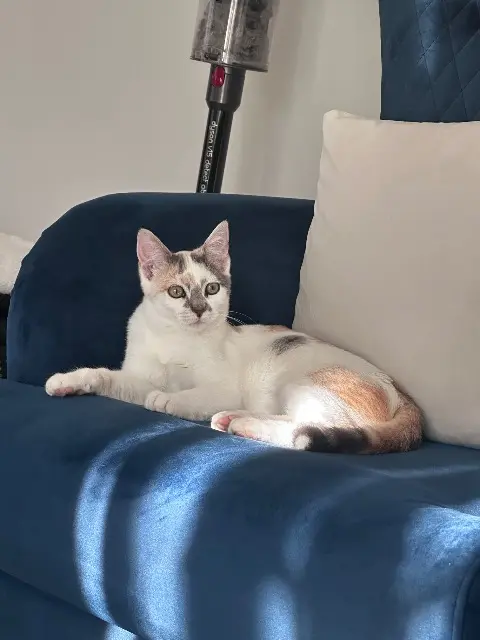 chatte lost   38210 Tullins Princesse