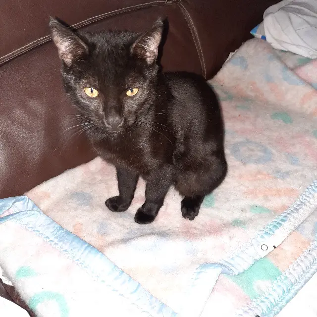 chatte lost   38200 Vienne Ptitminet