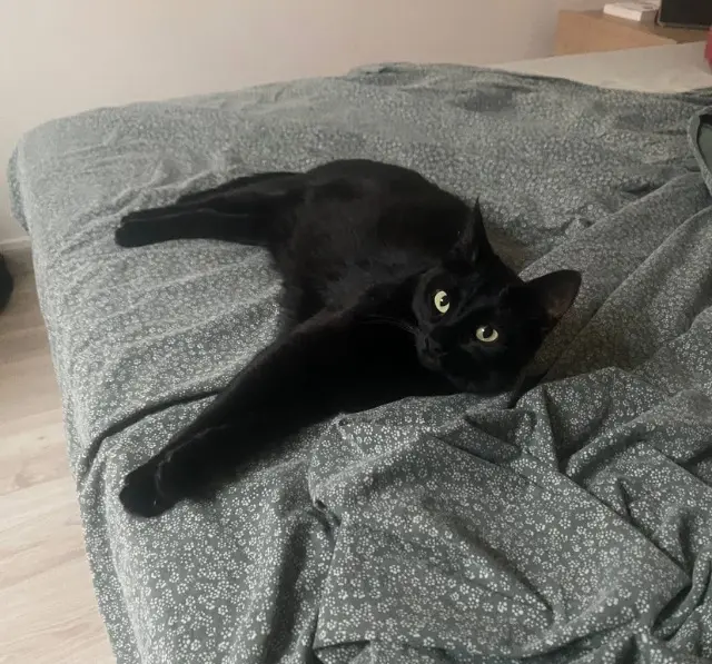 chatte lost   38560 Jarrie Pya