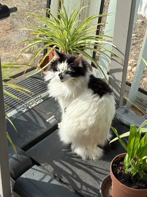chatte lost   38140 Charnècles Pénélope