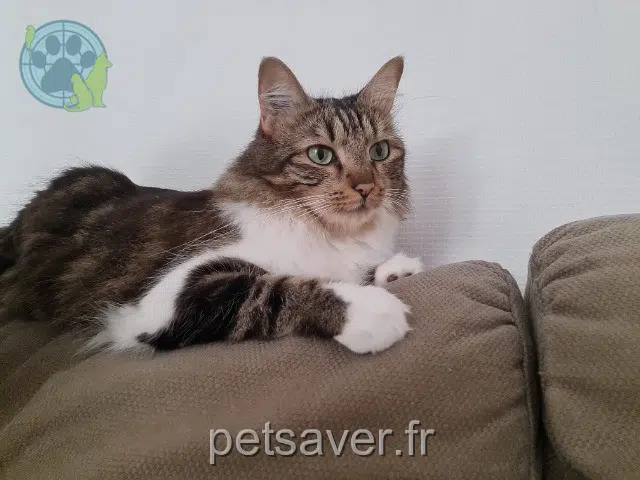 chatte perdue 38400 Saint-Martin-d'Hères Rama chatte lost 38400 Saint-Martin-d'Hères Rama
