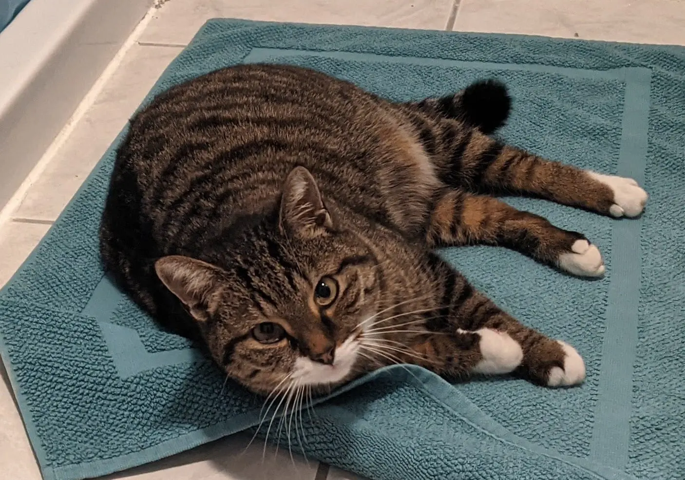 Chatte Perdue 38 Isère - Romi Chatte Perdue 38 Isère - Romi