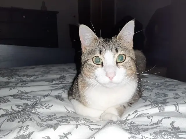 chatte lost   38080 Saint-Alban-de-Roche Romy