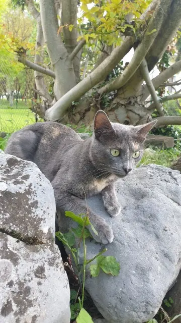 chatte lost   38760 Saint-Paul-de-Varces roquette