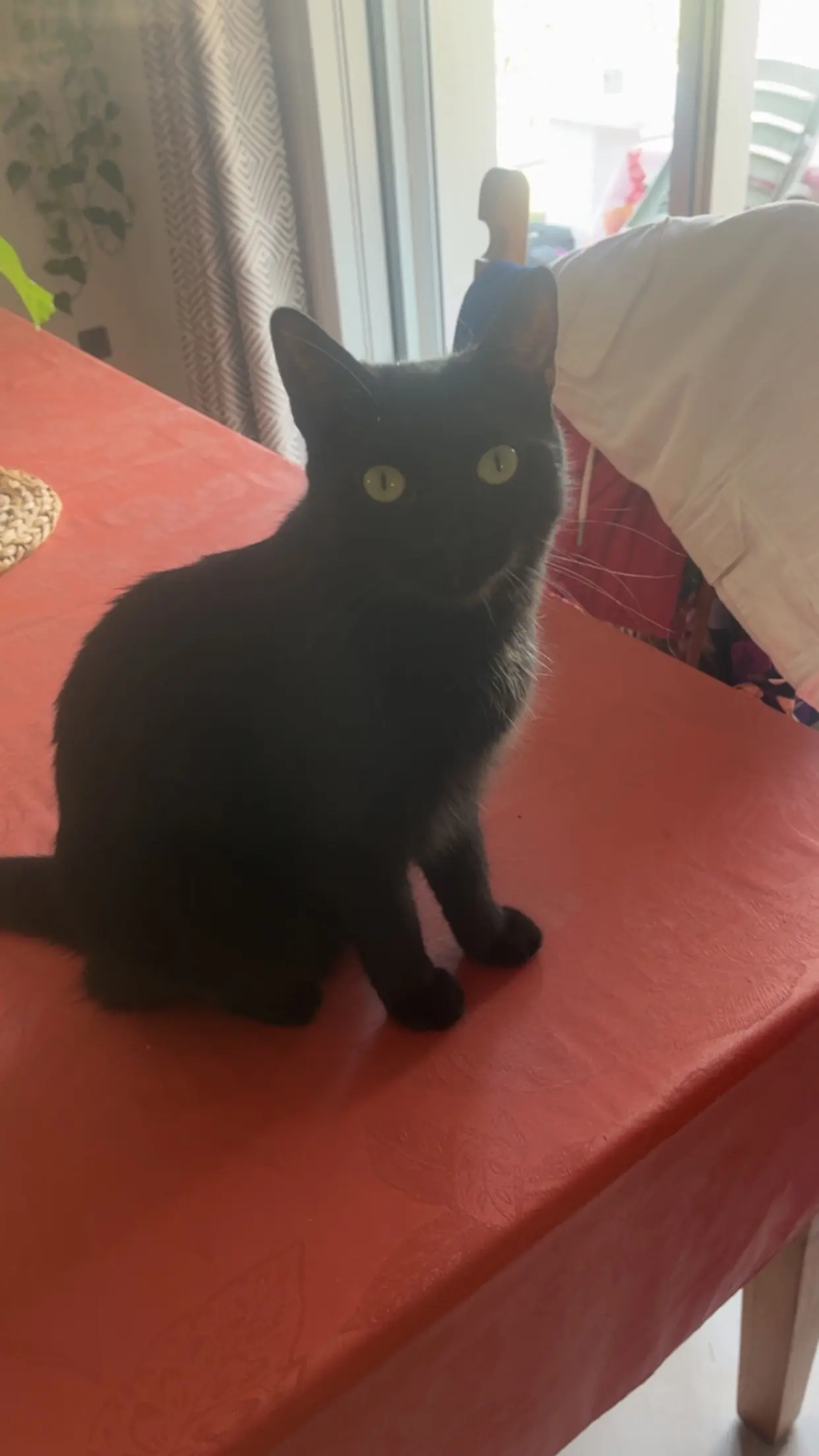 Chatte Perdue 38 Isère Ruy-Montceau Chatte Perdue 38 Isère Ruy-Montceau