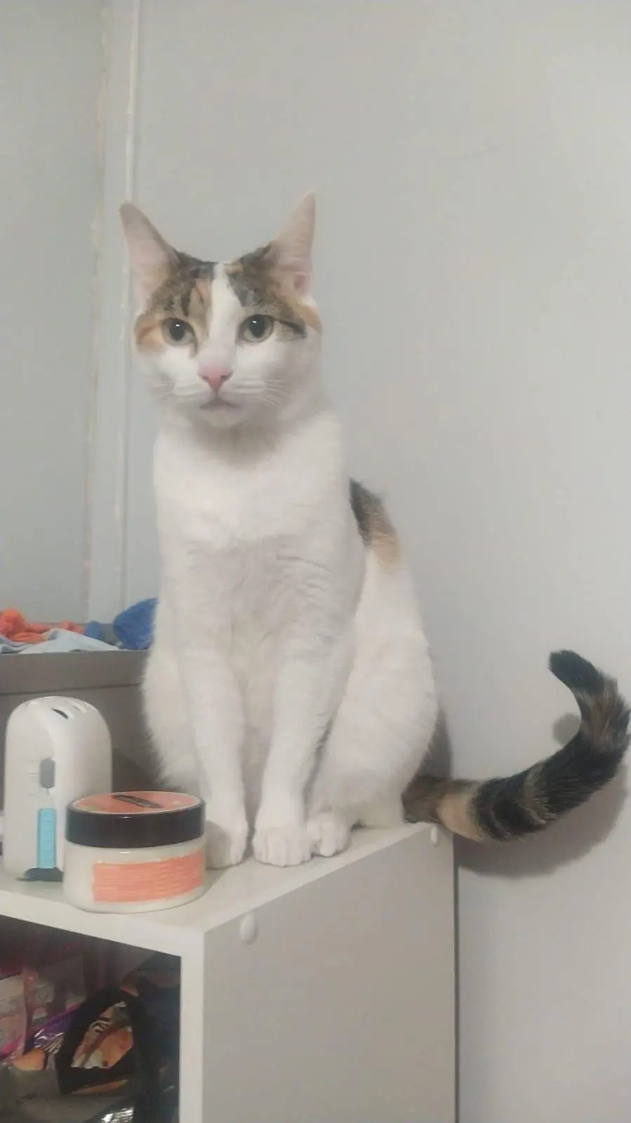 Chatte Perdue 38 Isère - Sahara Chatte Perdue 38 Isère - Sahara