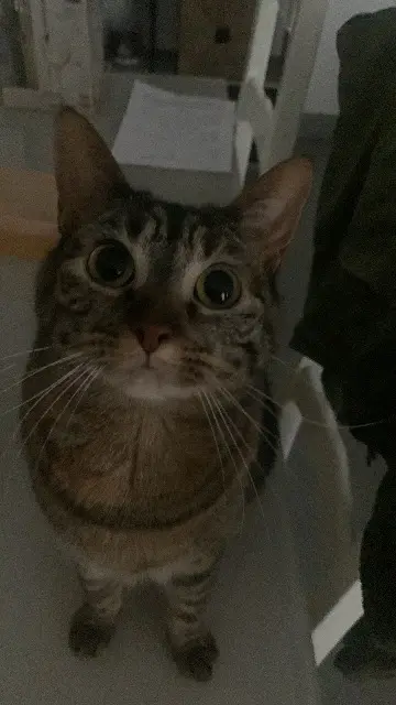 chatte lost   38850 Chirens Saikura