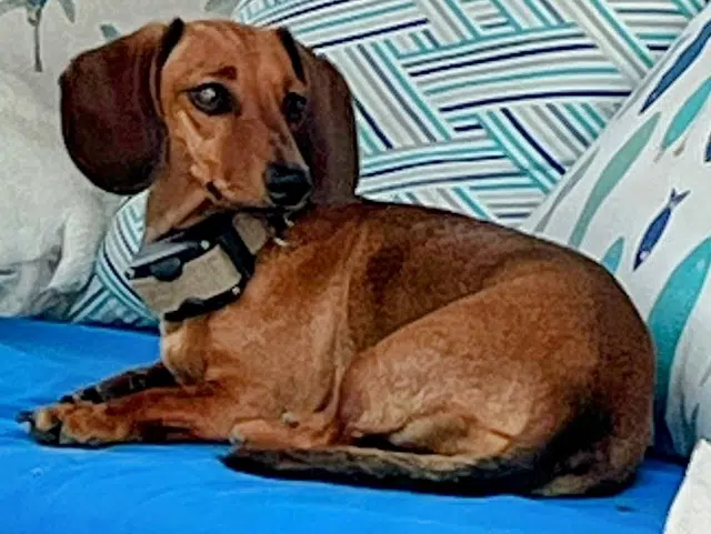 chatte lost   38790 Diémoz Samba