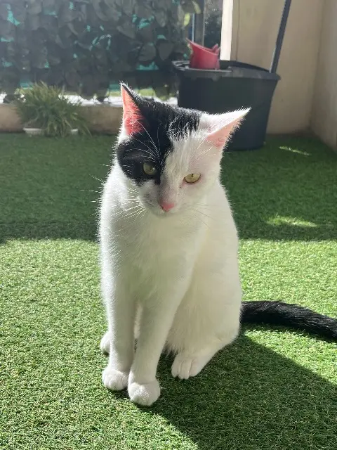chatte lost   38440 Savas-Mépin Siana