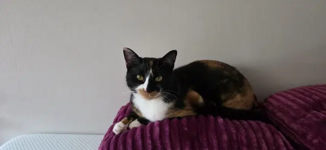 chatte lost   38130 Échirolles Sicha