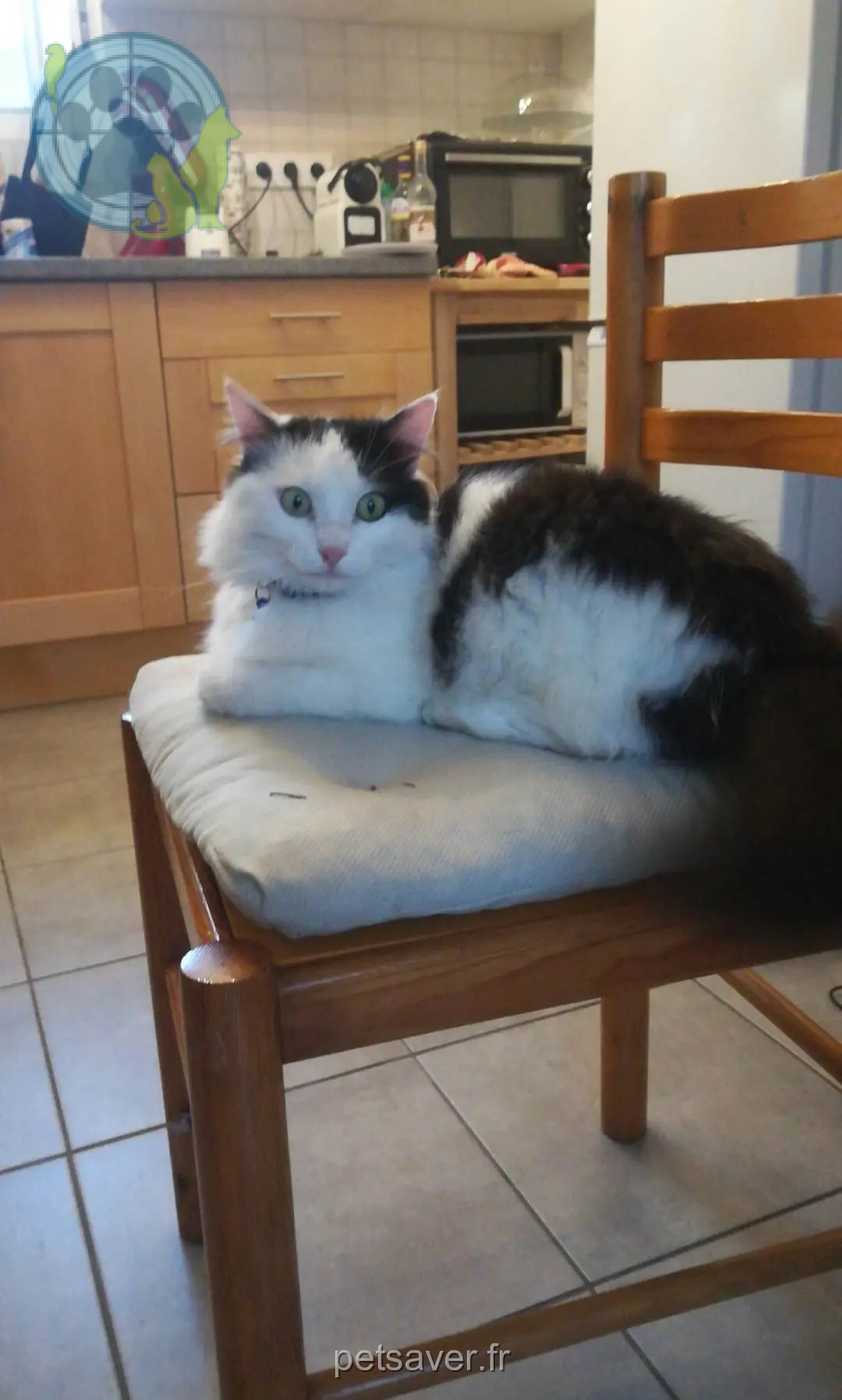 Chatte Perdue 38 Isère - Skitty Chatte Perdue 38 Isère - Skitty