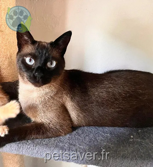 Chatte Perdue 38 Isère - Smoothie Chatte Perdue 38 Isère - Smoothie