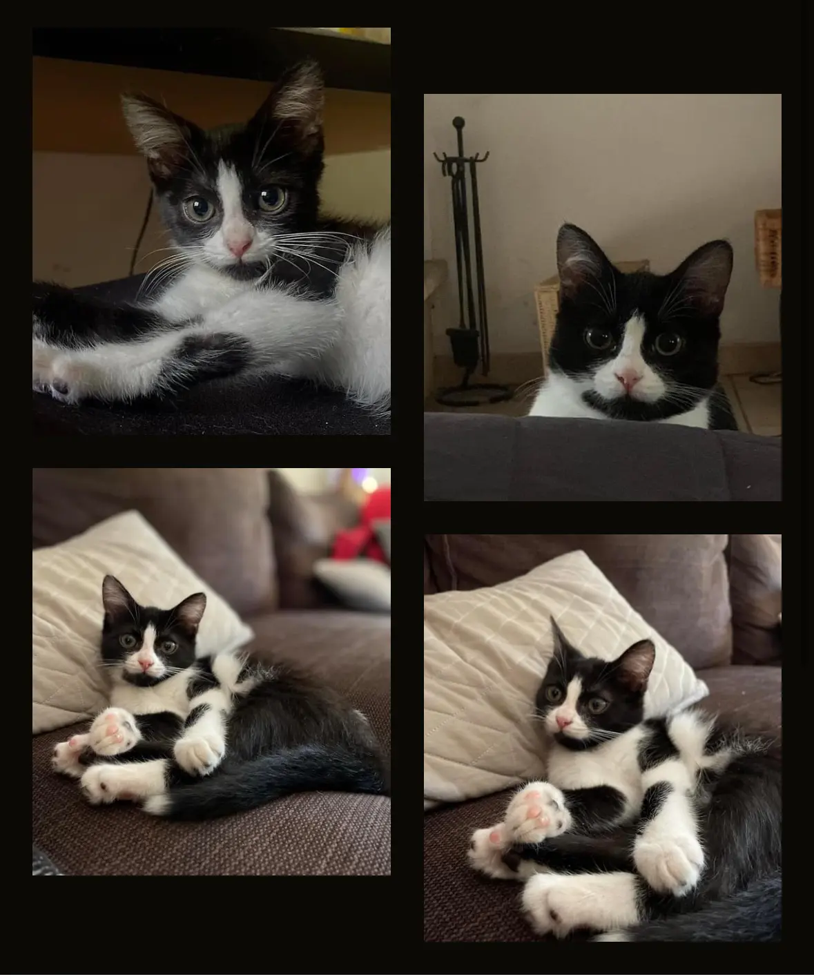 Chatte Perdue 38 Isère - Sockette Chatte Perdue 38 Isère - Sockette