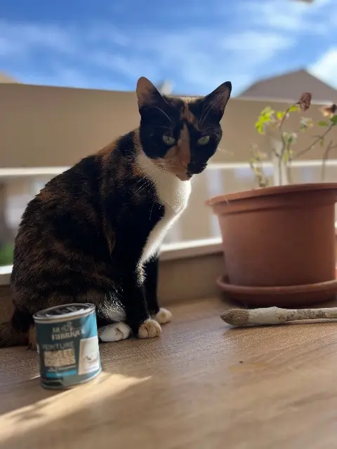 chatte lost   38130 Échirolles Soja