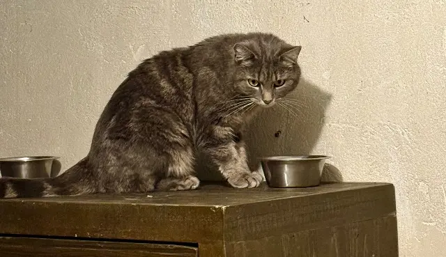 chatte lost   38130 Échirolles Souris