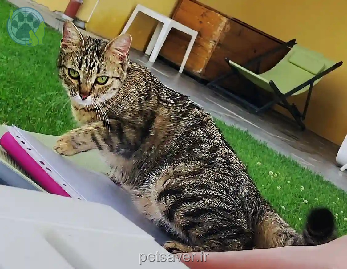 Chatte Perdue 38 Isère - Stella-🌟 Chatte Perdue 38 Isère - Stella-🌟