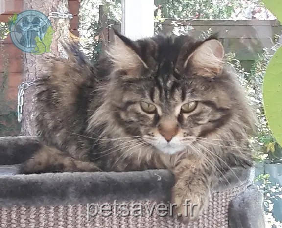 Chatte Perdue 38 Isère - Suze Chatte Perdue 38 Isère - Suze