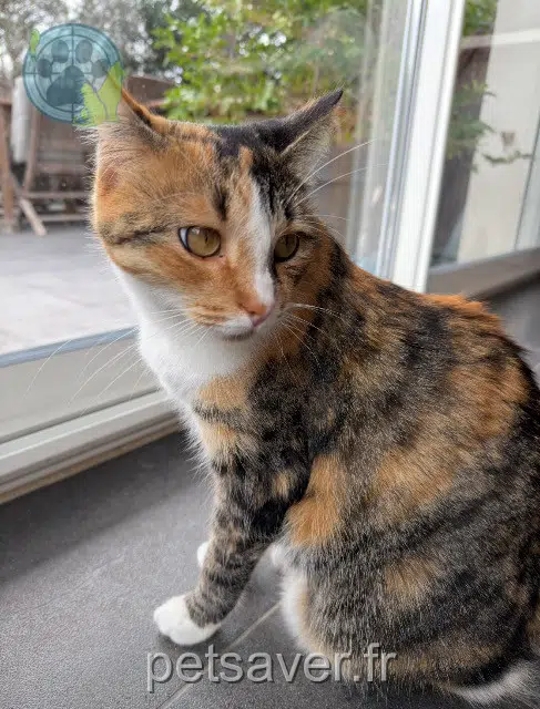 chatte lost 38780 Pont-Évêque Sweefy