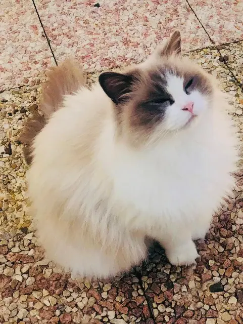 chatte lost   38090 Villefontaine TASHA