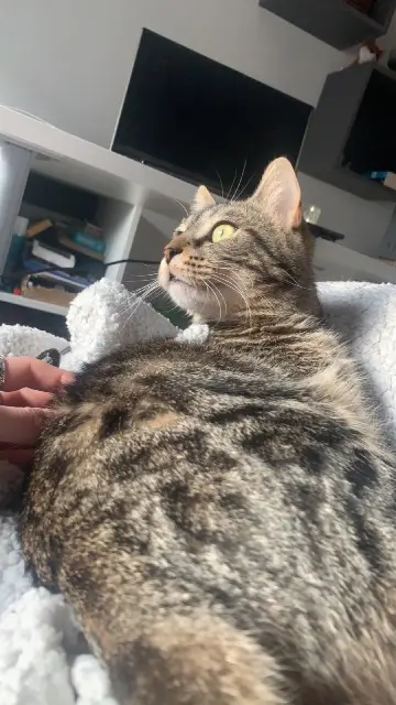 chatte lost   38090 Bonnefamille Taïga