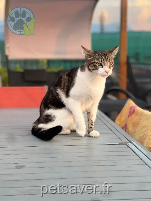 Katze lost   38500 Coublevie Tequila
