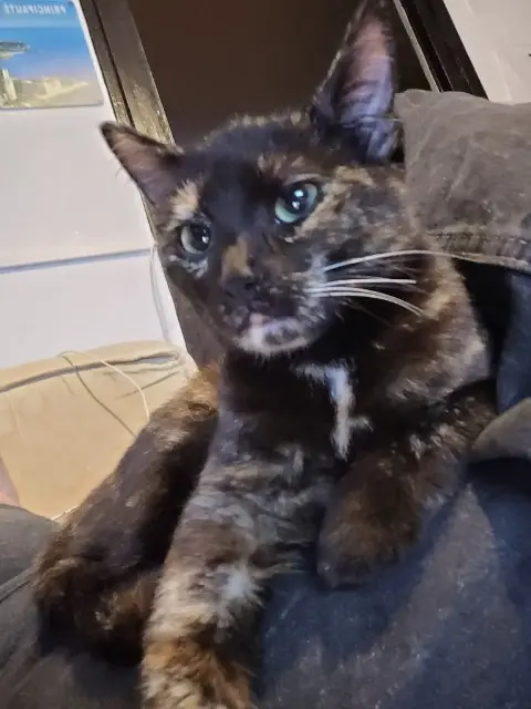 chatte lost   38140 Rives Tequila