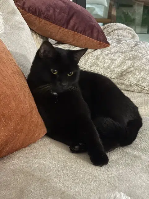 chatte lost   38230 Chavanoz Tiana