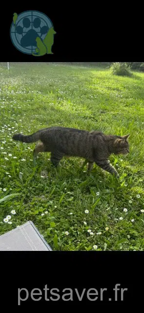 chatte lost 38110 Cessieu Tiara